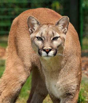 Endangered Florida Panther